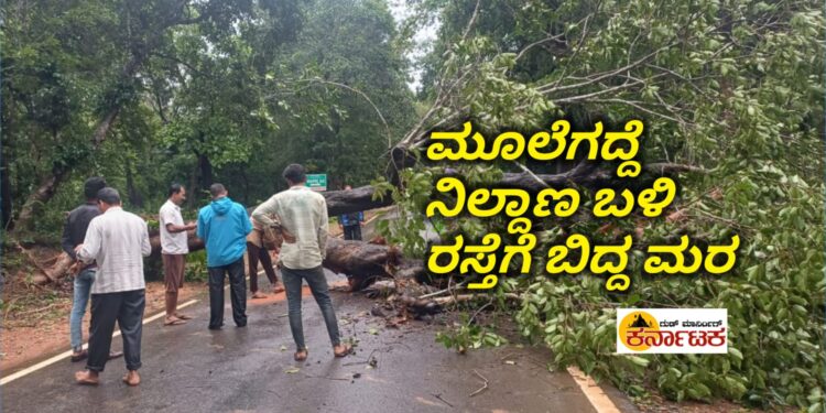 HOSANAGARA-SAGAR |ಮೂಲೆಗದ್ದೆ ನಿಲ್ದಾಣ ಬಳಿ ರಸ್ತೆಗೆ ಉರುಳಿದ ಮರ : ಕೆಲಕಾಲ ಸಂಪರ್ಕ ಕಡಿತ