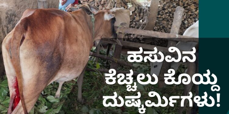 ಹಸುವಿನ ಕೆಚ್ಚಲು ಕೊ*ಯ್ದ ದುಷ್ಕರ್ಮಿಗಳು : ಹೊಸನಗರದ ವಿಜಾಪುರ ಗ್ರಾಮದಲ್ಲಿ ಘಟನೆ